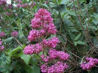 Link to Herbs & Herbal Formula's. Eastern and Western Herb wholesalers